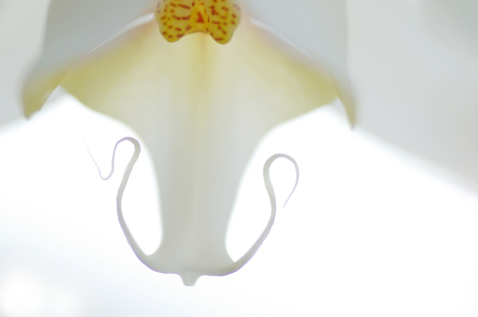 Fashionable flower