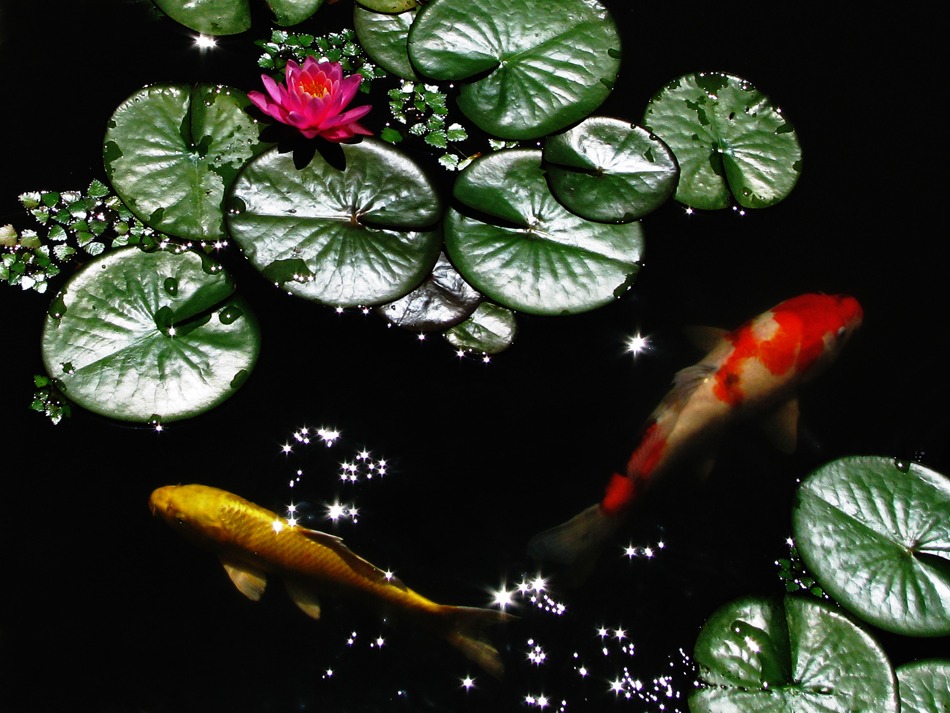 夏の華