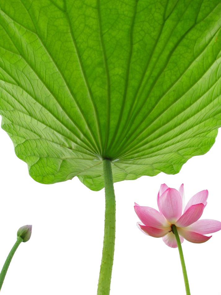 Summer flower