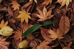 autumn leave's
