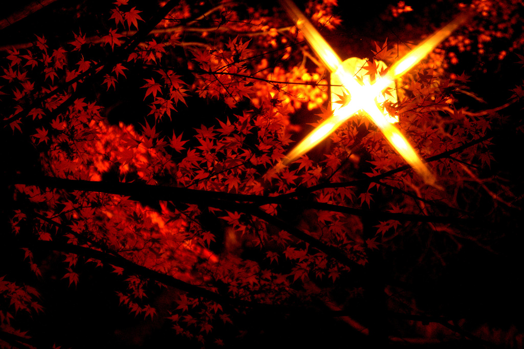 街燈に照らされて紅く