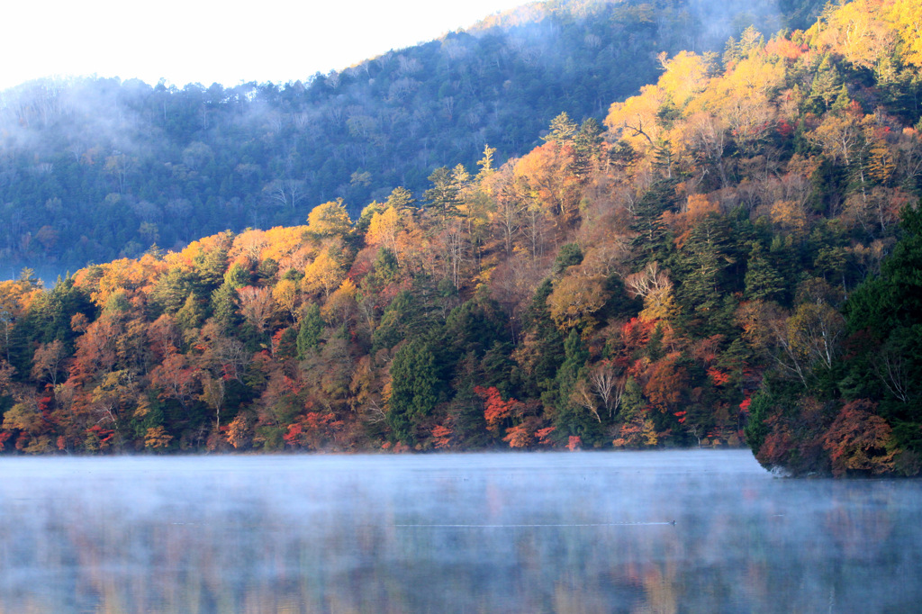 湖に浮いた紅葉