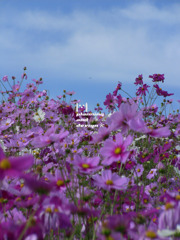 秋・sakura