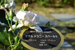 中之島公園　バラ園