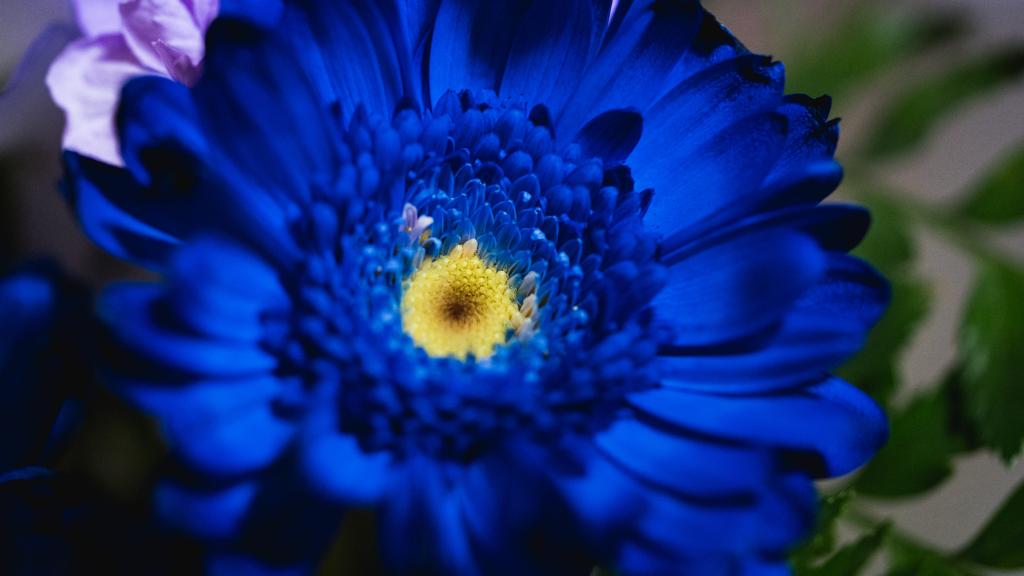 blue flower