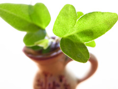 The fresh green