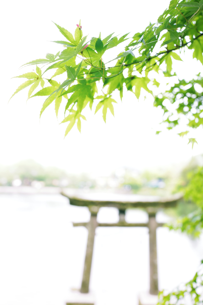 青もみじ