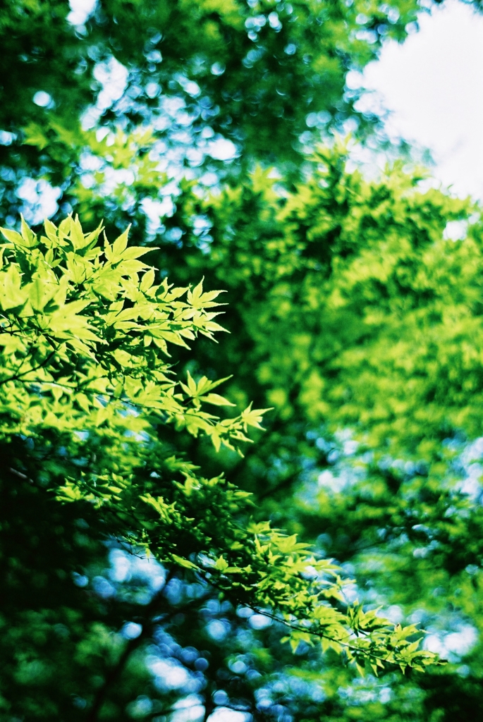 青紅葉