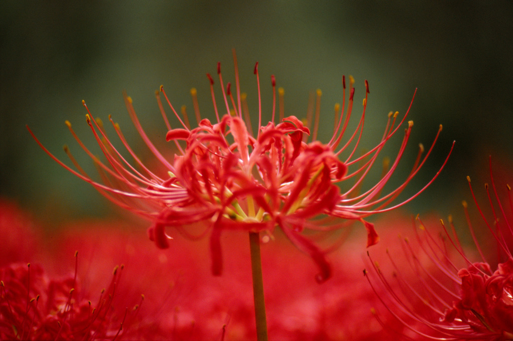 秋の花火