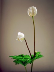 二輪草
