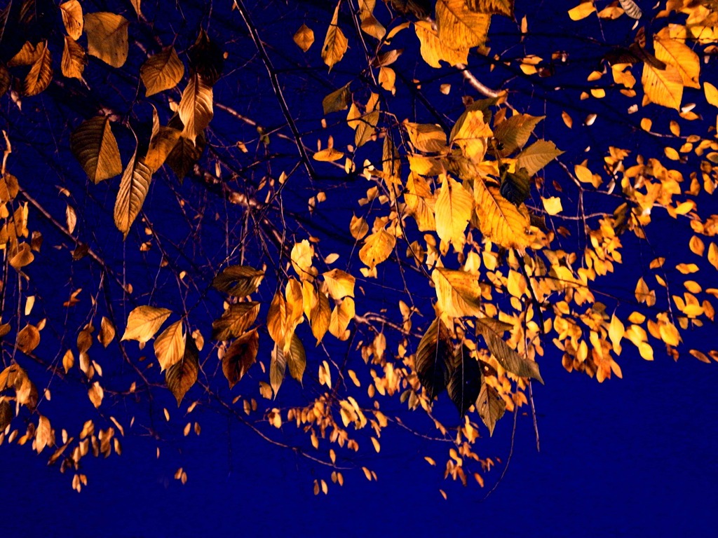 Orange!!