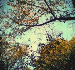 The autumn leaves