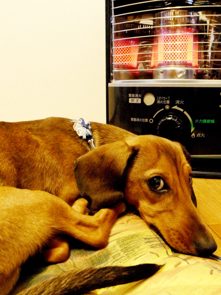 ストーブ大好き犬