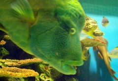 大きなサカナ