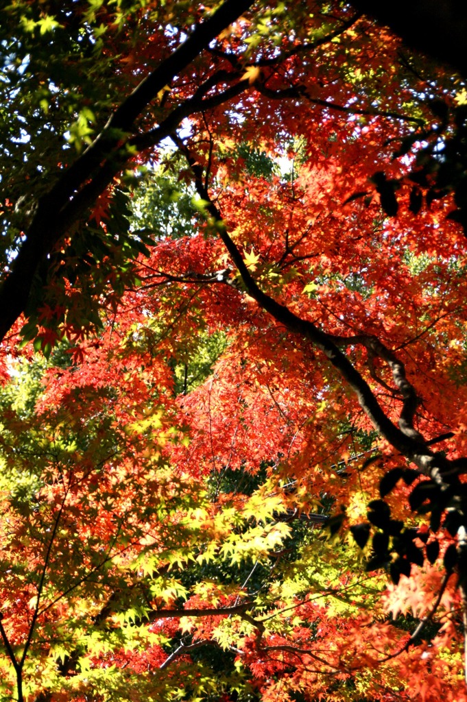 もうひとつの紅葉