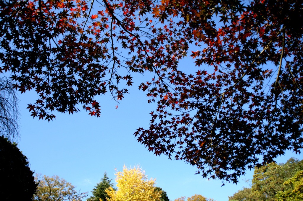 紅葉と空