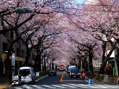桜並木in武蔵野市