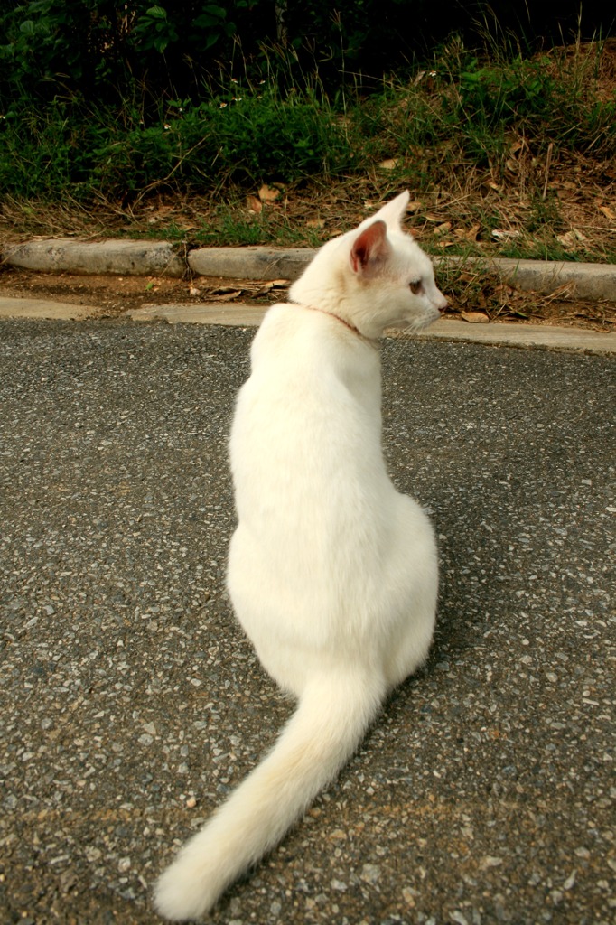 日本最南端の島の猫