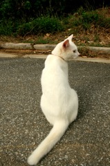 日本最南端の島の猫
