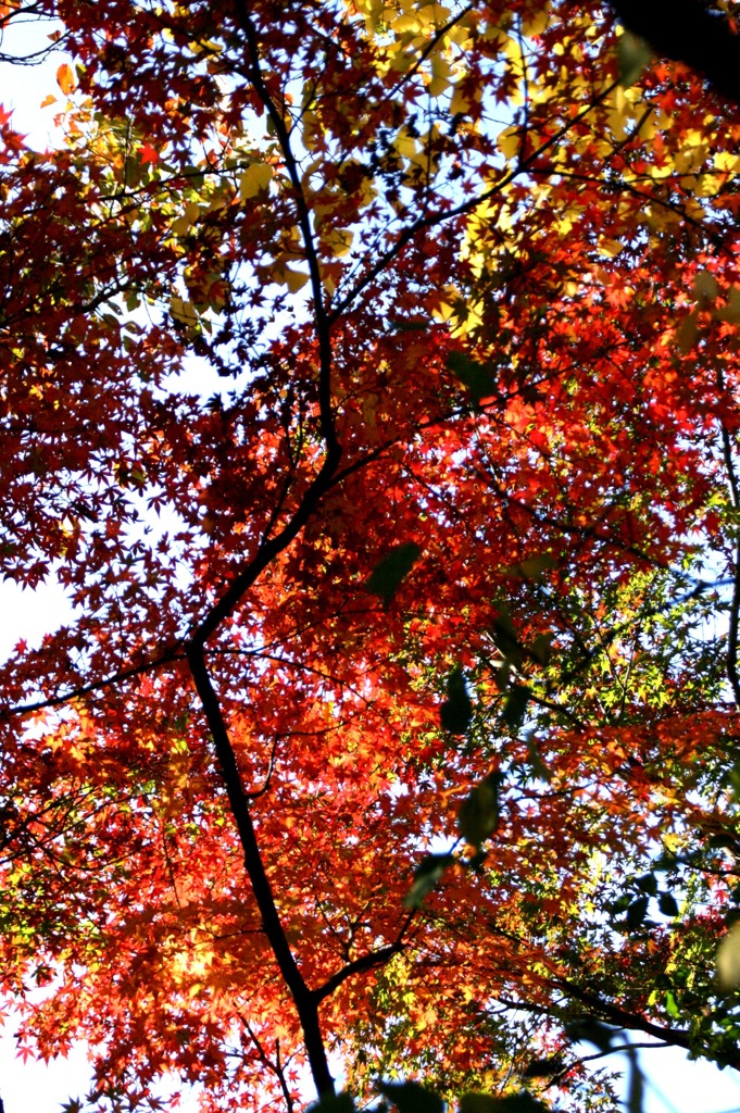 紅葉