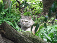 祖母の愛猫