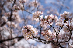 夙川桜