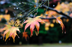 小雨の紅葉