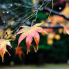 小雨の紅葉