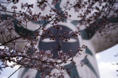 北風と太陽と桜