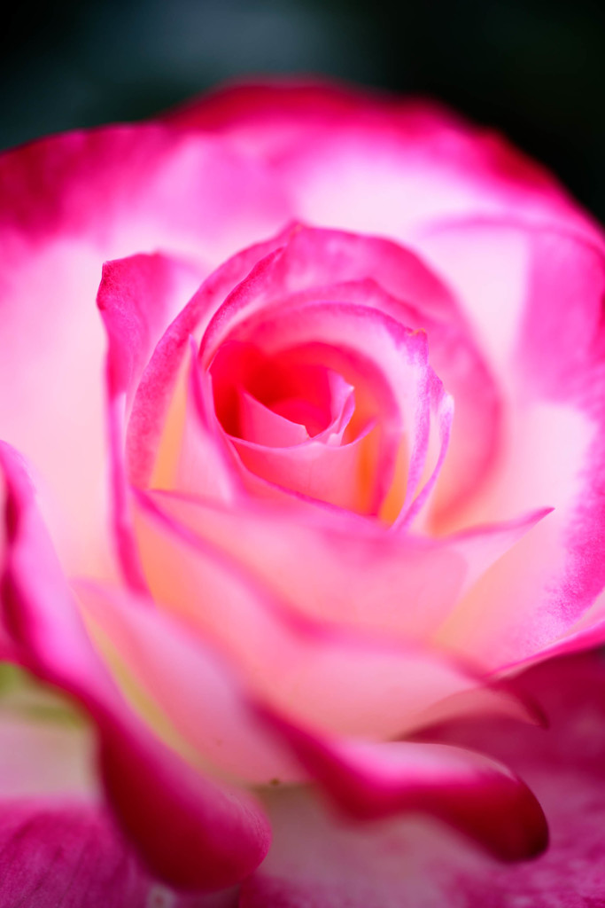 荒牧 Rose #1