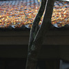 永観堂　3