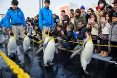 冬休みペンギンパレード