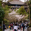 SAKURA Memories #2