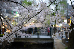 木屋町桜