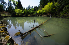倒木の池