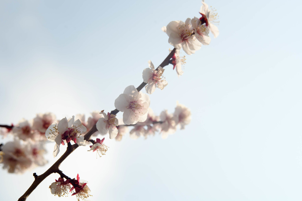 ume