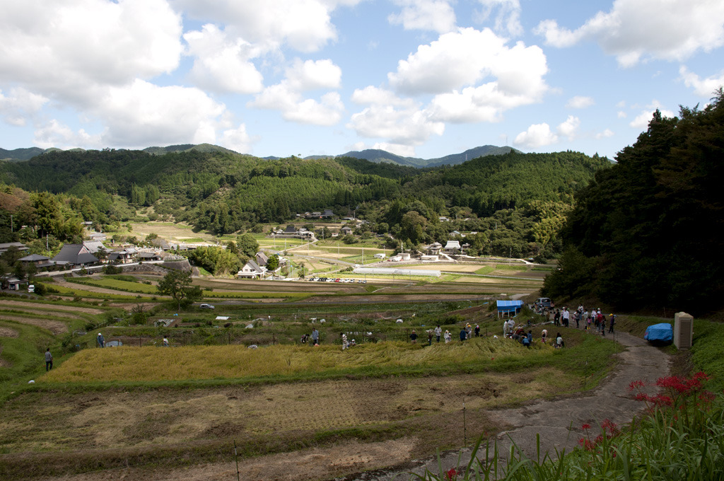 棚田の稲刈り体験