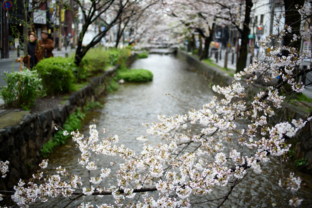 木屋町桜 #1