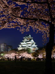 夜桜と大阪城