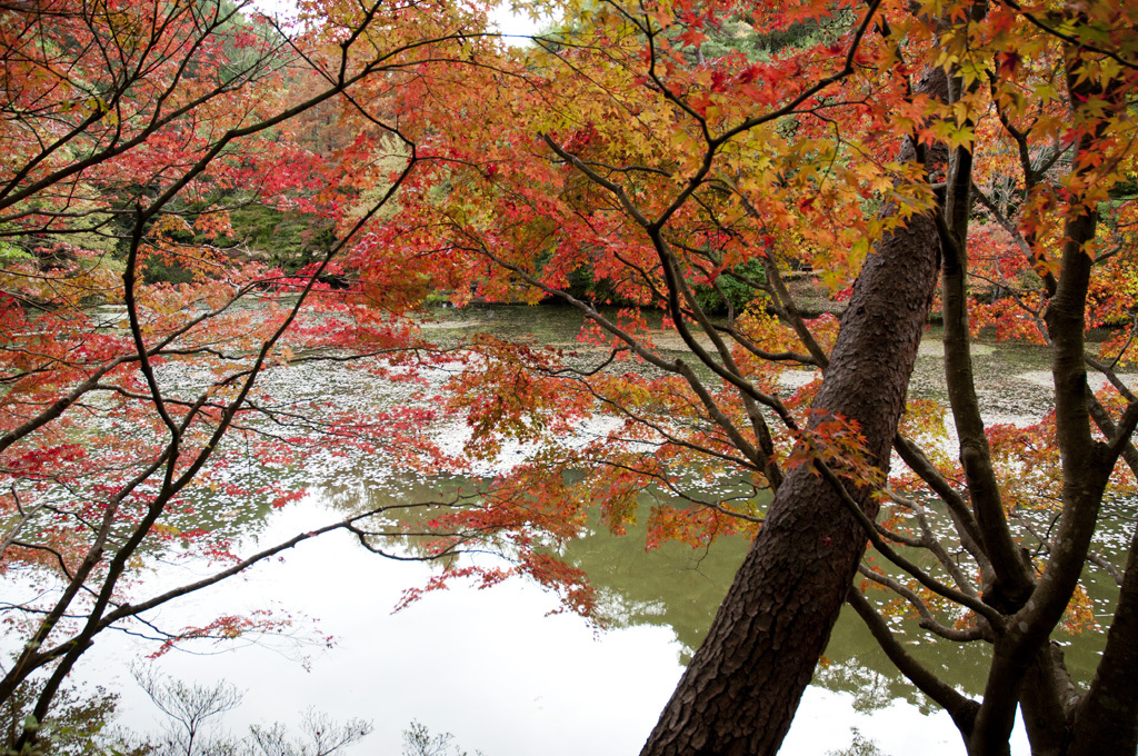 ところにより紅葉