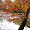 ところにより紅葉