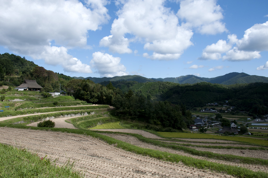 棚田の秋