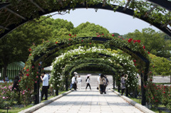Arch of the rose