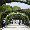 Arch of the rose