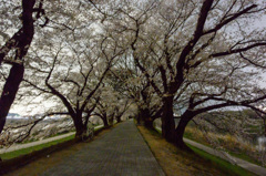 背割堤の夜　～桜トンネル～