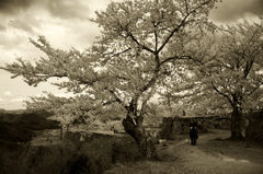 城跡の桜