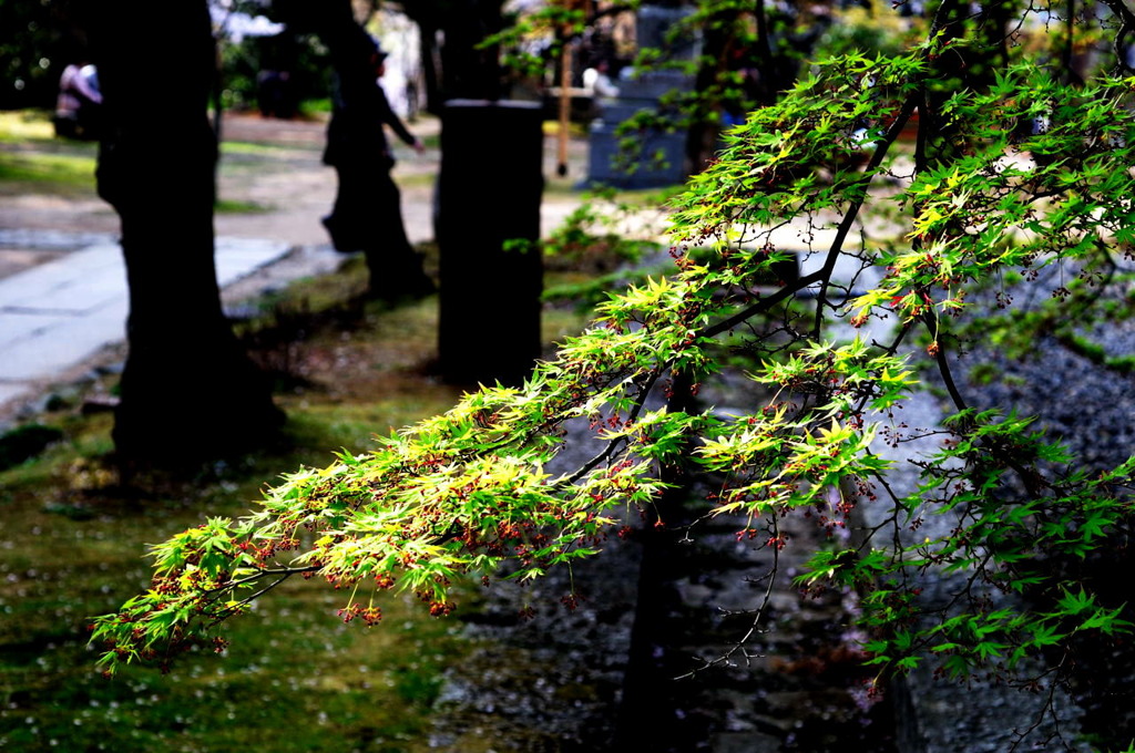young leaf which shines