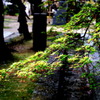 young leaf which shines
