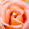 荒牧 Rose #6