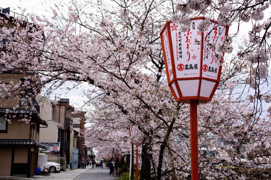 SAKURA Memories #1